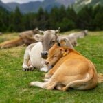 SQNBA: la nuova certificazione per il benessere animale spiegata alle aziende