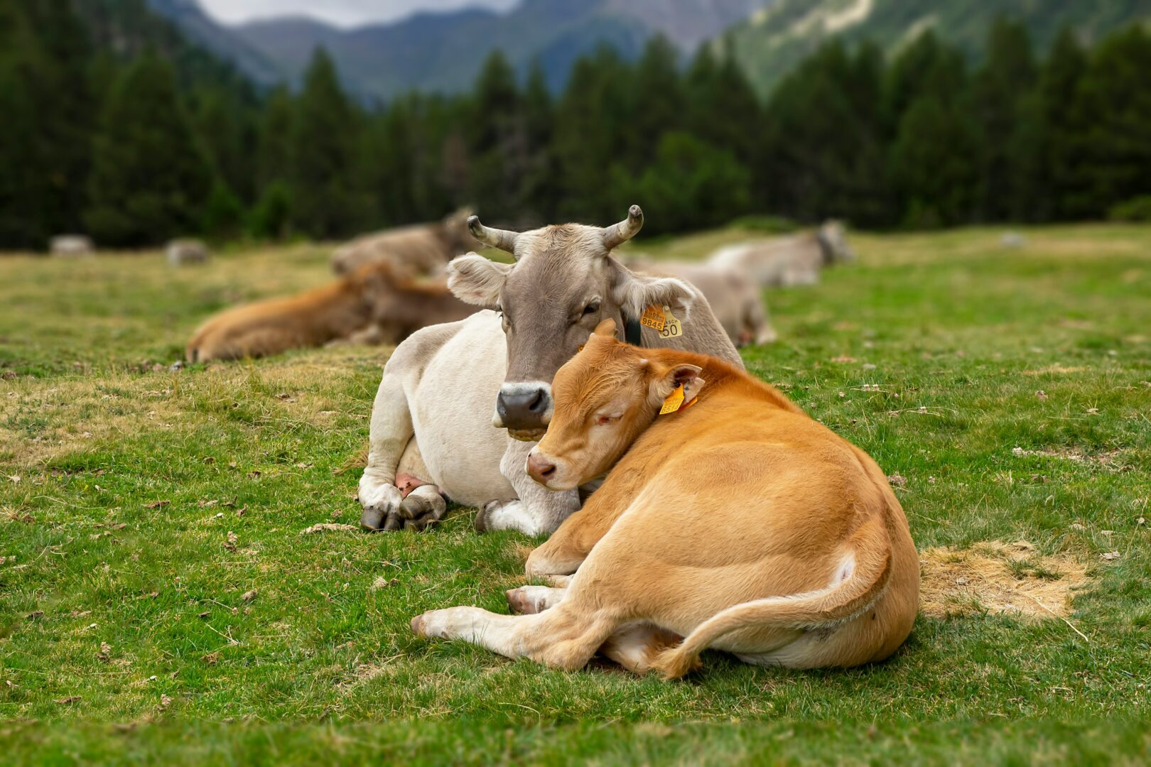 SQNBA: la nuova certificazione per il benessere animale spiegata alle aziende