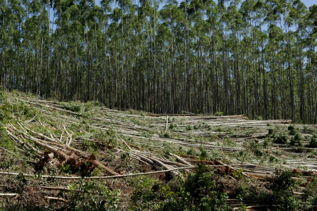 Regolamento UE 2023/1115 sulla deforestazione: cosa prevede e chi riguarda