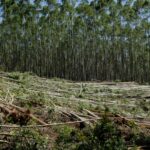 Regolamento UE 2023/1115 sulla deforestazione: cosa prevede e chi riguarda