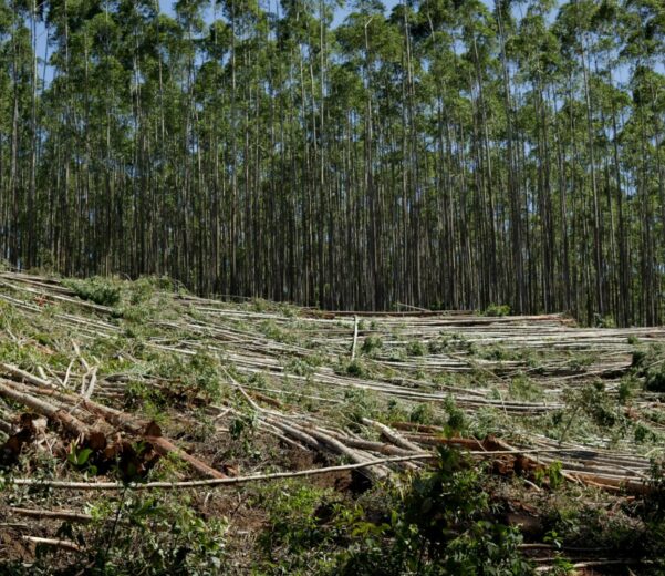Regolamento UE 2023/1115 sulla deforestazione: cosa prevede e chi riguarda