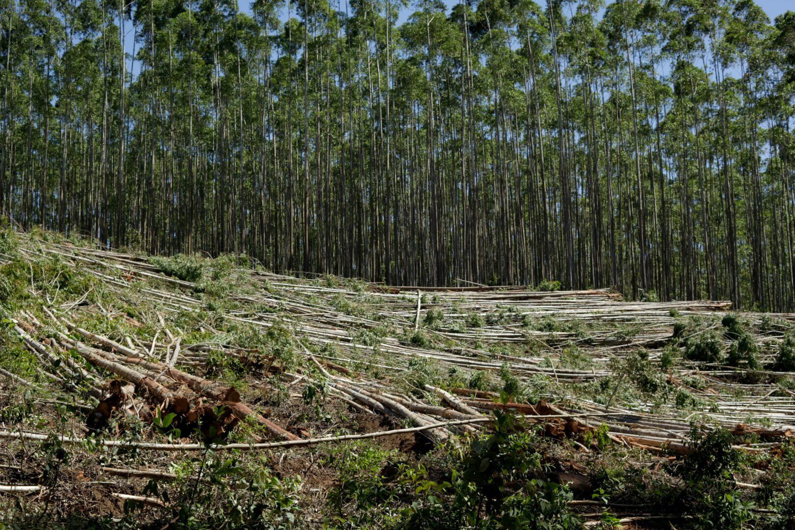 Regolamento UE 2023/1115 sulla deforestazione: cosa prevede e chi riguarda