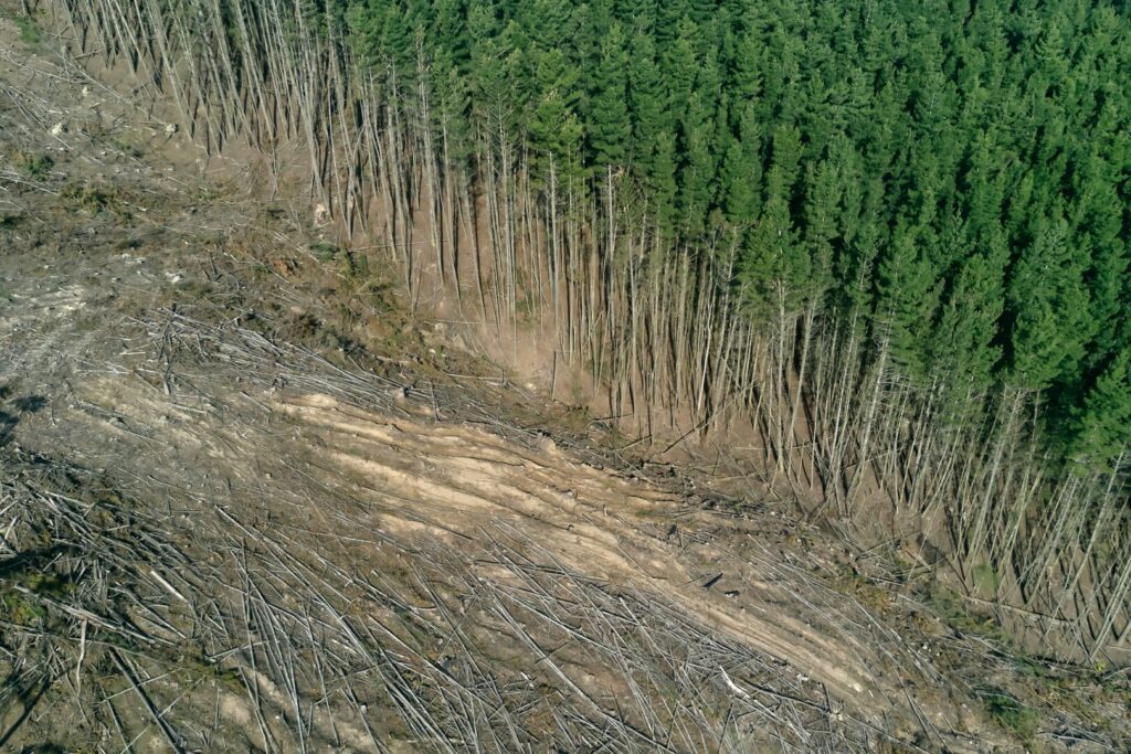 Come adeguarsi al Regolamento Deforestazione 2024: guida operativa per aziende