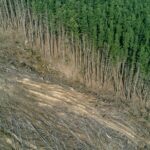 Come adeguarsi al Regolamento Deforestazione 2024: guida operativa per aziende