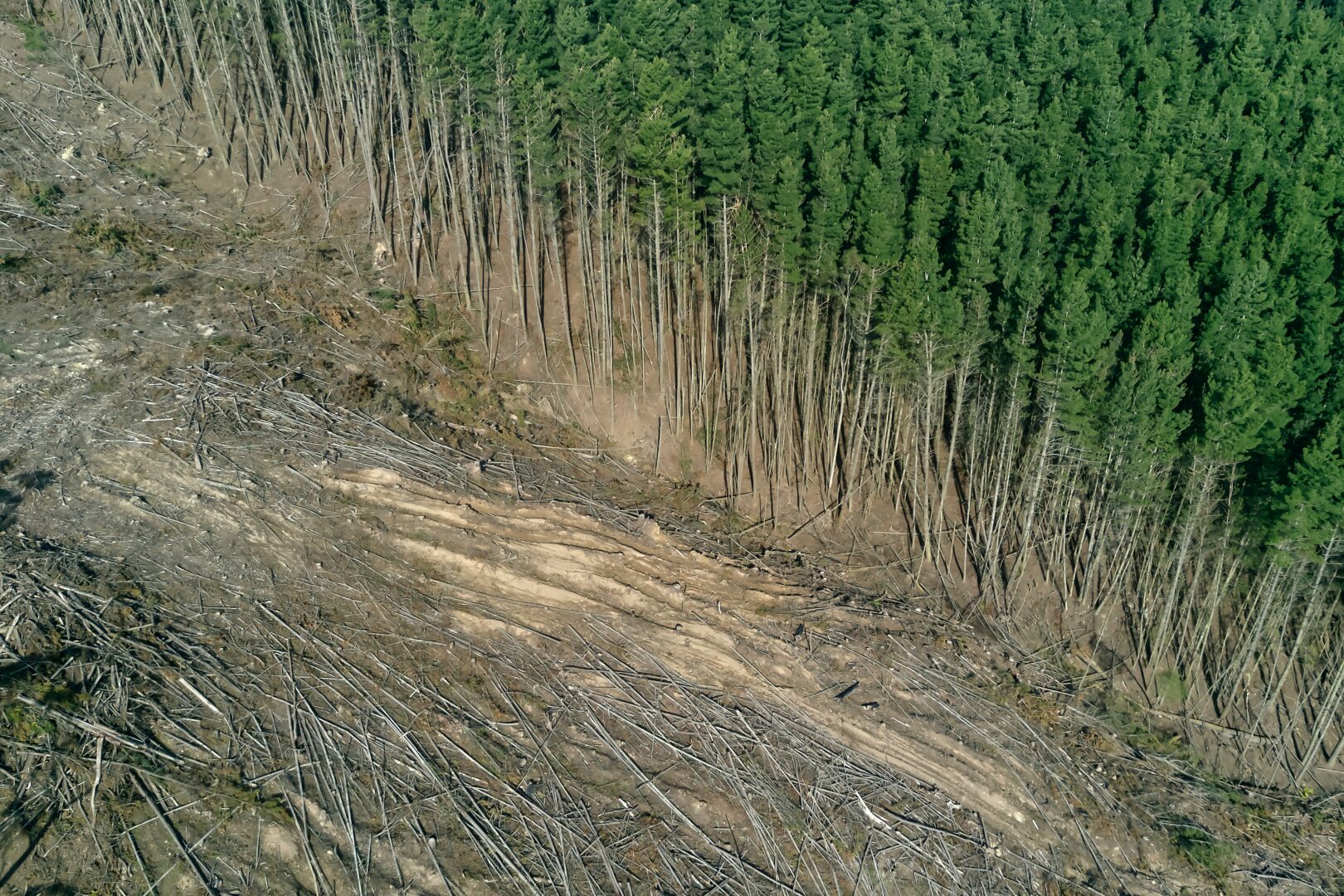 Come adeguarsi al Regolamento Deforestazione 2024: guida operativa per aziende